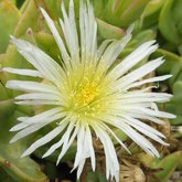 Prenia van Rensburgii 